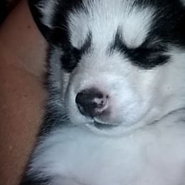 Siberian Husky Puppies from Siberian Songs