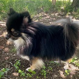 Evie - Pomeranian