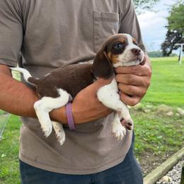 Boy2 - Red black and white male Beagle puppy in Hudson, Michigan from Bachman’s Kennel