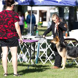 Leata - German Shepherd