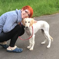 Saluki Puppies from Kushiel Salukis