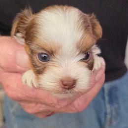 Pretty Boy 2 - Parti male Yorkshire Terrier puppy in Bucyrus, Ohio from Dyer's Beauties