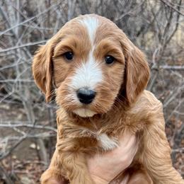 Green Female - Apricot female Goldendoodle puppy in Great Falls, Montana from Montana Goldendoodles
