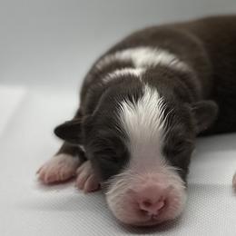 TBD - Red & white male Toy Australian Shepherd puppy in Reidsville, North Carolina from Cherry Grove Kennel