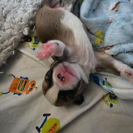Girl 1 - White and red female Pembroke Welsh Corgi puppy in Fort Collins, Colorado from Sweet Tooth Companions