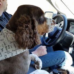 Buster - English Springer Spaniel