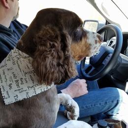 Buster - English Springer Spaniel