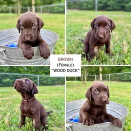 Brown (Wood Duck) - Chocolate female Labrador Retriever puppy in Elizabeth City, North Carolina from Duck Dog Ranch