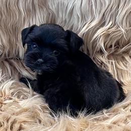 Small Black Male - Black male Miniature Schnauzer puppy in San Augustine, Texas from My Little Schnauzer Pals