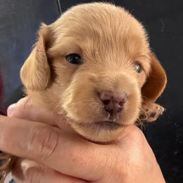 Lucy Lemon - Red female Dachshund puppy in Bigfork, Minnesota from Dachshunds Up North