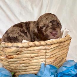 Freckles - Red merle male Aussiedoodle puppy in Denton, Maryland from Royal Conron Doodles