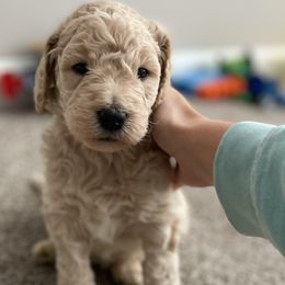 Boy 1 - Goldendoodle puppy in Burns, Tennessee from The Sunny Doodle