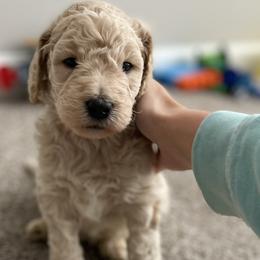 Boy 1 - Goldendoodle puppy in Burns, Tennessee from The Sunny Doodle