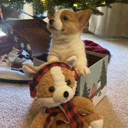 Pembroke Welsh Corgi Puppies from GLC Corgis