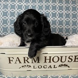 Cockapoo, Goldendoodle, and Poodle Puppies from Mason Farmhouse Poodles, Doodles & Poos (Breeding & Stud Services)
