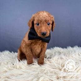 Quest - Red  male Goldendoodle puppy in Utah County, Utah from Big Hearted Breeders