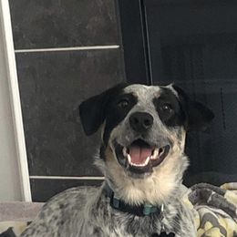 Australian Cattle Dog, Australian Shepherd, Companion Cross, and Miniature Australian Shepherd Puppies from MK Aussies