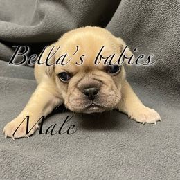French Bulldog Puppies from Bella’s Babies