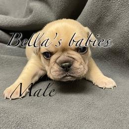 French Bulldog Puppies from Bella’s Babies