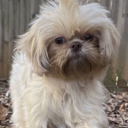 Pomeranians, Pomskies, and Shih Tzus from GA Designer Puppies