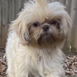 Pomeranians, Pomskies, and Shih Tzus from GA Designer Puppies