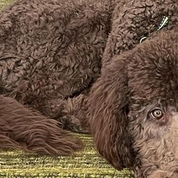 Goldendoodles from Ginger The Doodles of Madison County