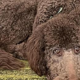 Goldendoodles from Ginger The Doodles of Madison County