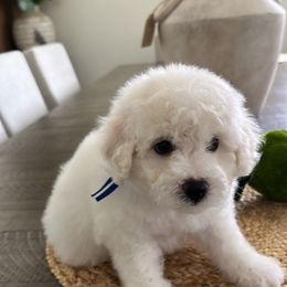 Charlie - White male Bichon Frise puppy in Gresham, Oregon from Lyudmila Loves Puppies