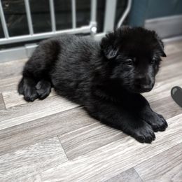 German Shepherd Puppies from Blanchard's Upstate Shepherds