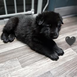 German Shepherd Puppies from Blanchard's Upstate Shepherds