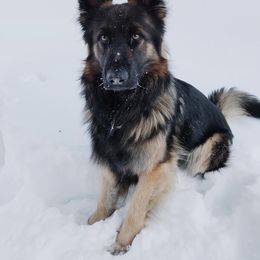 German Shepherd Puppies from Beacham German Shepherds