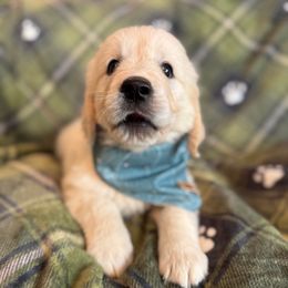 Flutterbye Girl 2 - Light golden female Golden Retriever puppy in Willis, Texas from Lakemist Retrievers