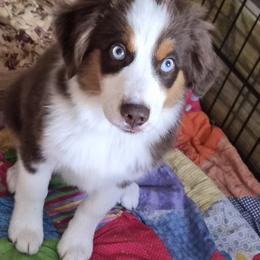 Coonie - Red tri-color female Miniature American Shepherd puppy in Marshfield, Missouri from Tntowne Miniature American Shepherds