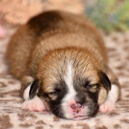 Daisy - Red female Pembroke Welsh Corgi puppy in East Canton, Ohio from Victorian Farms