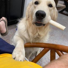 Golden Retriever All Grown Up from NTX Goldens