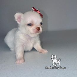 Dove - White female Chihuahua puppy in Naples, Florida from Naples Tiny Dogs