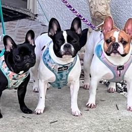 French Bulldogs from Brandy's French Bulldogs