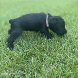 Miniature Schnauzer Puppies from Rebecca LeBoeuf