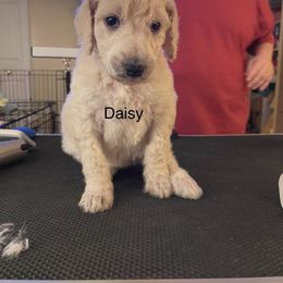Daisy Mae - Poodle puppy in Kentucky from Stacey's Poodles