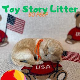 Bo Peep - Apricot female Goldendoodle puppy in Houston, Texas from Golden Life Doodles