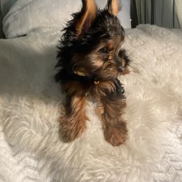 Yorkshire Terrier Puppies from Cutest AKC AZ Yorkies