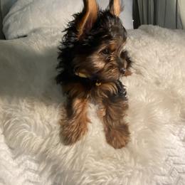 Yorkshire Terrier Puppies from Cutest AKC AZ Yorkies