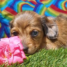 Dot - Dapple female Dachshund puppy in Birmingham, Alabama from Mini Doxies Love