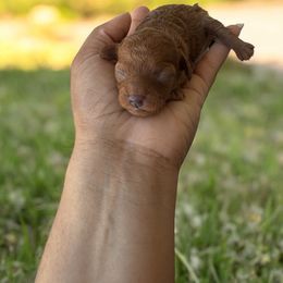 Milan - Red  Poodle puppy in Okc, Oklahoma from Diva’s Designer Dogs