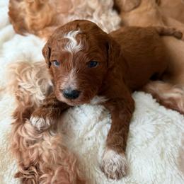 PLUM - Red  male Goldendoodle puppy in Independence, Oregon from Ankeny Doodles