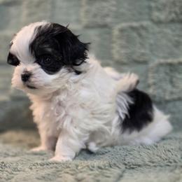 Milo - Piebald male Morkie puppy in St. Cloud, Florida from K and E Small Breed Puppies