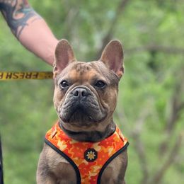Melvin - French Bulldog