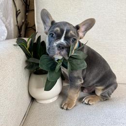 Shadow - Blue male French Bulldog puppy in Whitefish, Montana from Black Diamond Frenchies
