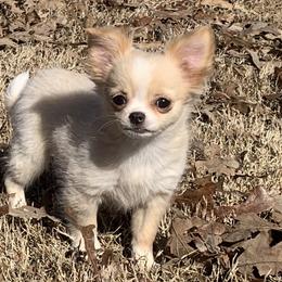 Chihuahua Puppies from Strawberry River Kennel