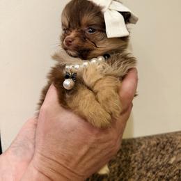 Kippy - Red sable female Pomeranian puppy in Queens, New York from Pawfect Soul Puppies